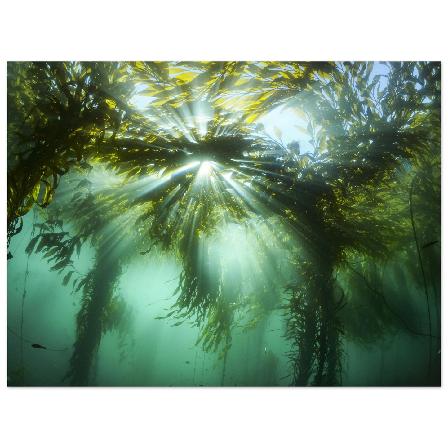 Kelp Canopy