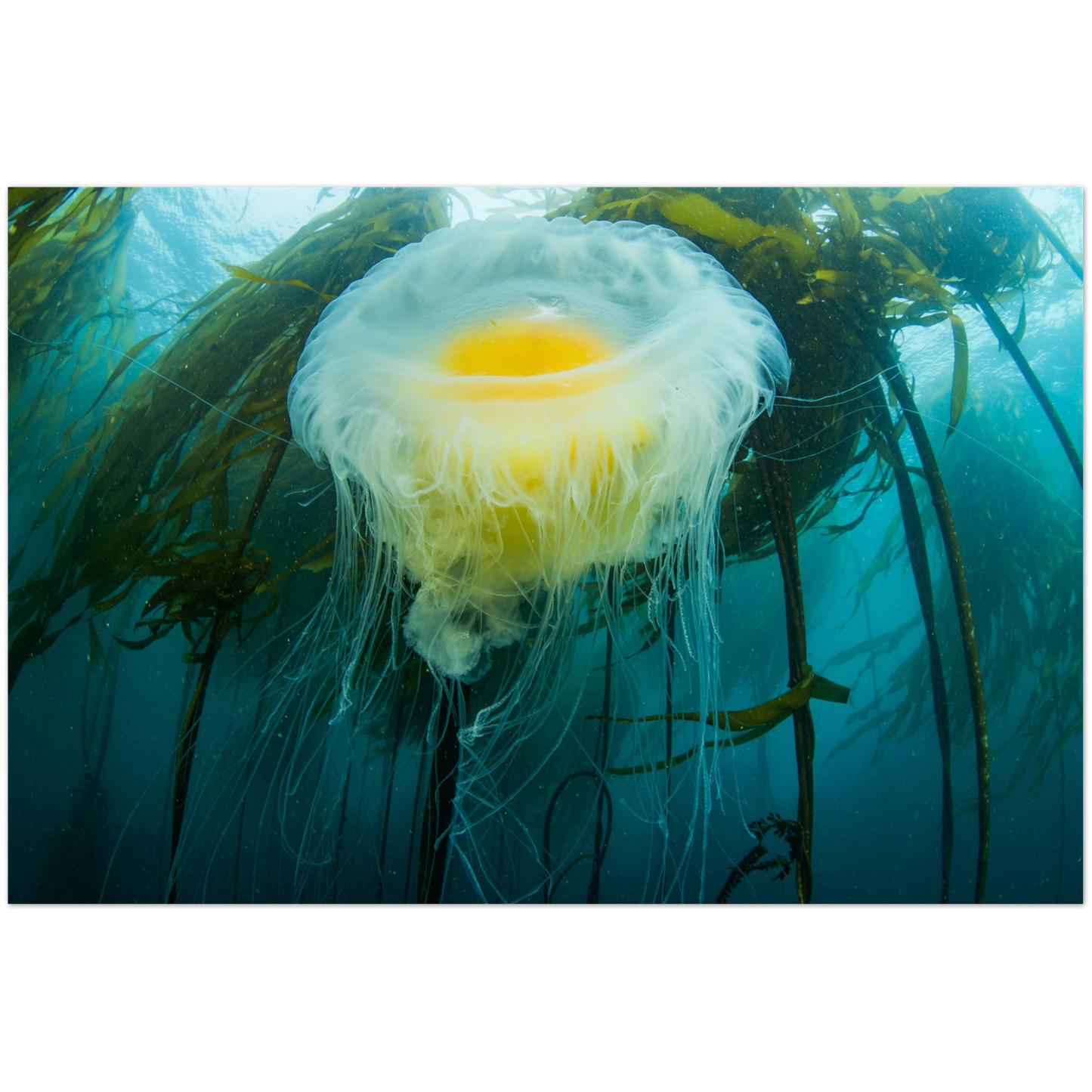 Egg-yoke Jelly & Bull Kelp