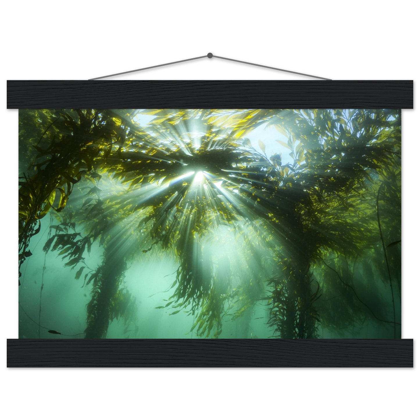 Kelp Canopy