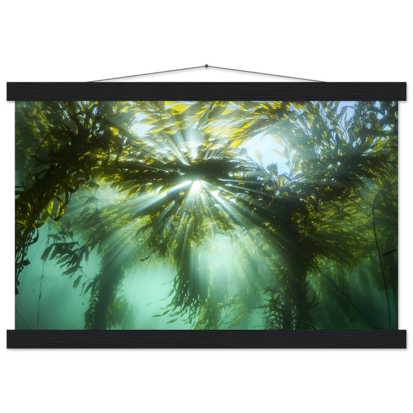 Kelp Canopy