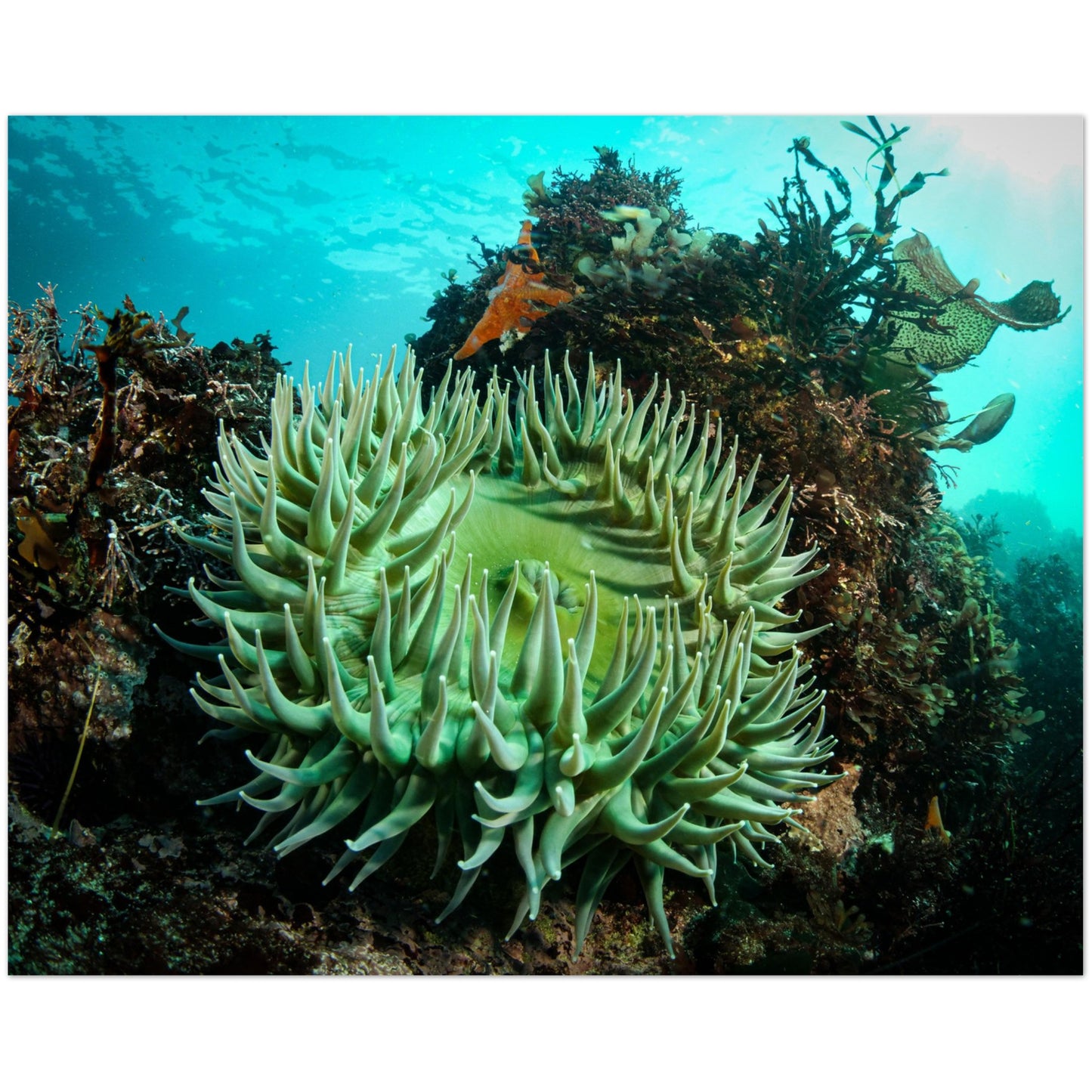 Green Anemone