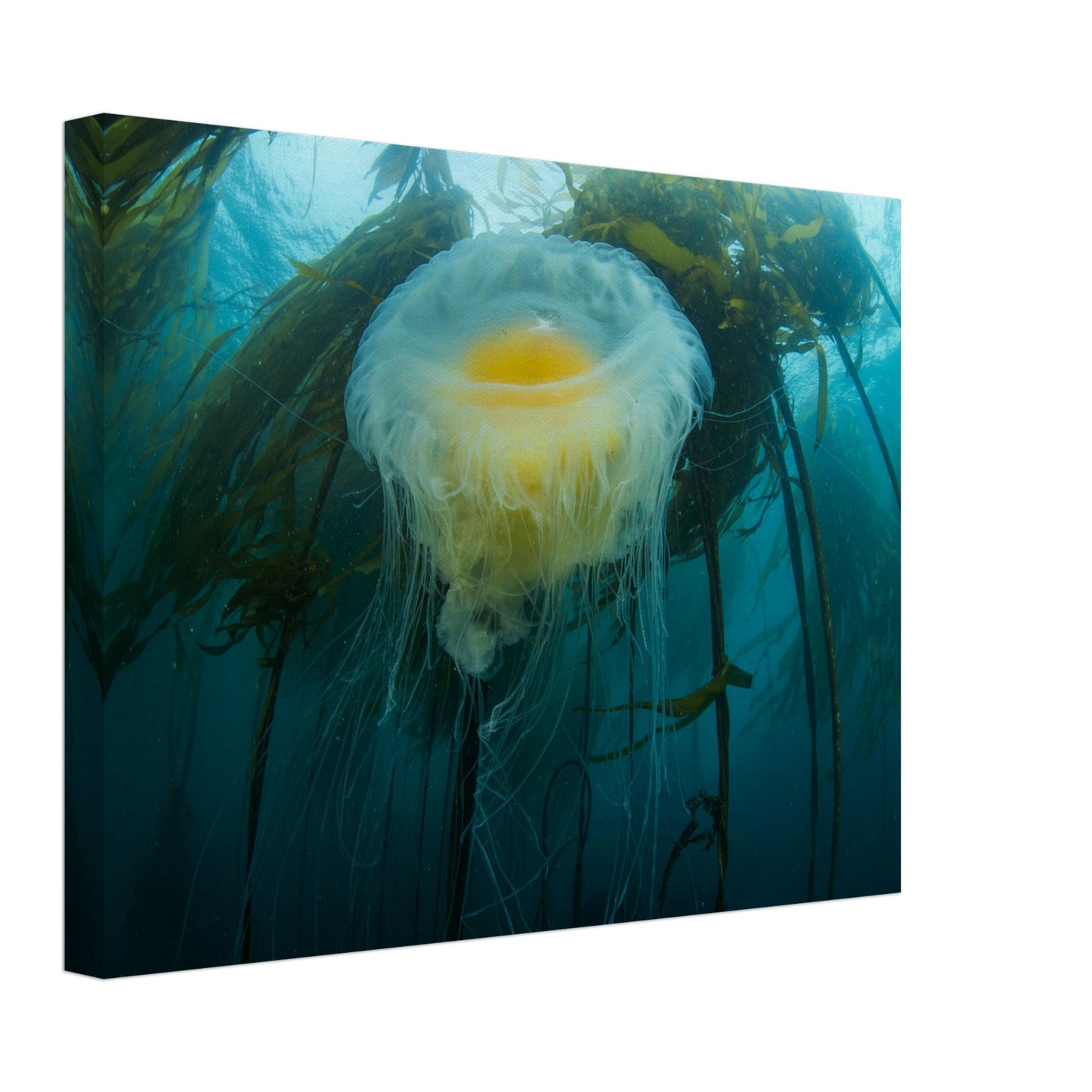 Egg-yoke Jelly & Bull Kelp