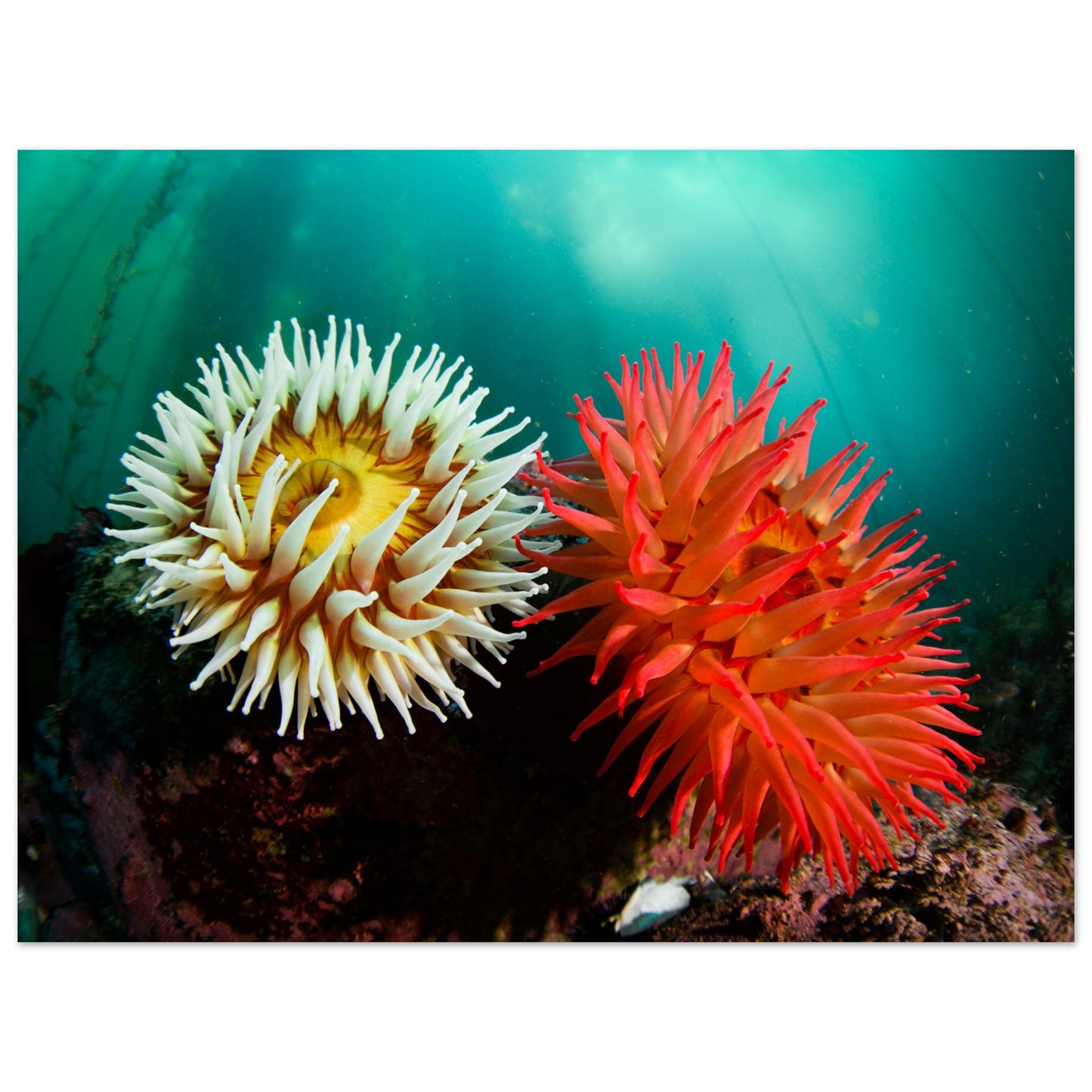 Twin Anemones